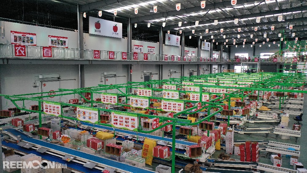 6月11日，走進洛川縣蘋果現(xiàn)代產(chǎn)業(yè)園區(qū)，在延安自然搭檔農(nóng)業(yè)發(fā)展有限公司智能分選車間，機械轟鳴，人頭攢動，幾十名工人有條不紊地在分選線上忙碌著。一個個色澤紅潤、大小勻稱的蘋果，正通過圓形硅膠托盤運上智能選果線，經(jīng)過檢測通道依次歸位，按照重量、甜度等被分成數(shù)個等級。工人們麻利地把分級后蘋果擺放至果箱內(nèi)，進行